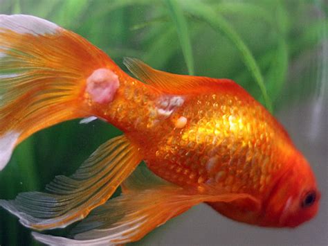 goldfish disease red spots|white lump on goldfish body.